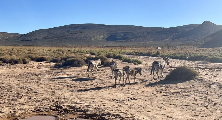 Kruger NP zebra's Zuid Afrika groepsrondreis 3